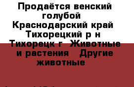 Продаётся венский голубой - Краснодарский край, Тихорецкий р-н, Тихорецк г. Животные и растения » Другие животные   